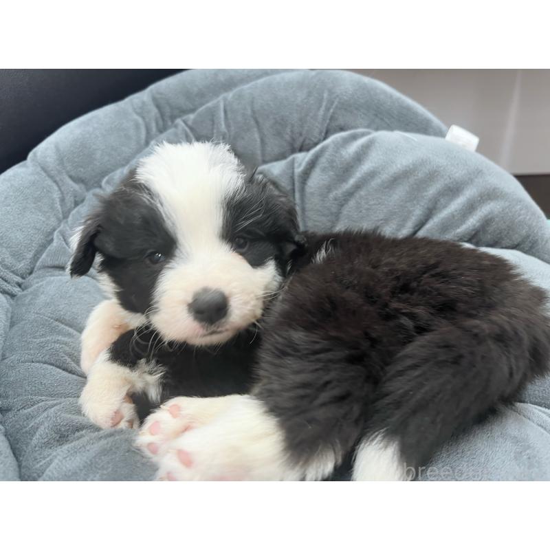 販売中の東京都のボーダーコリー-428401の3枚目