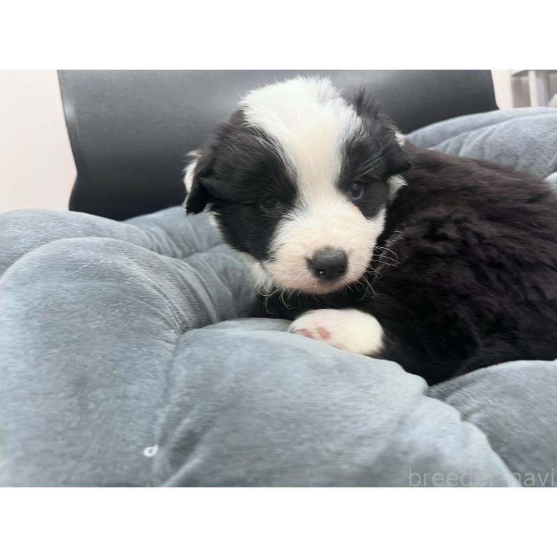 販売中の東京都のボーダーコリー-428401の2枚目