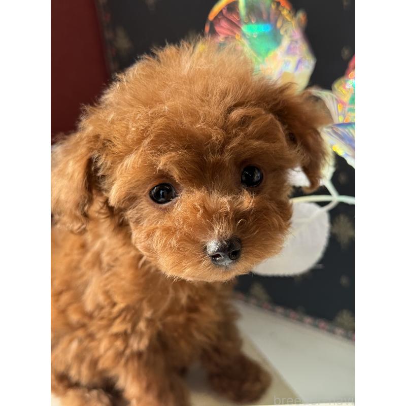 成約済の宮崎県のティーカッププードル-426664の4枚目