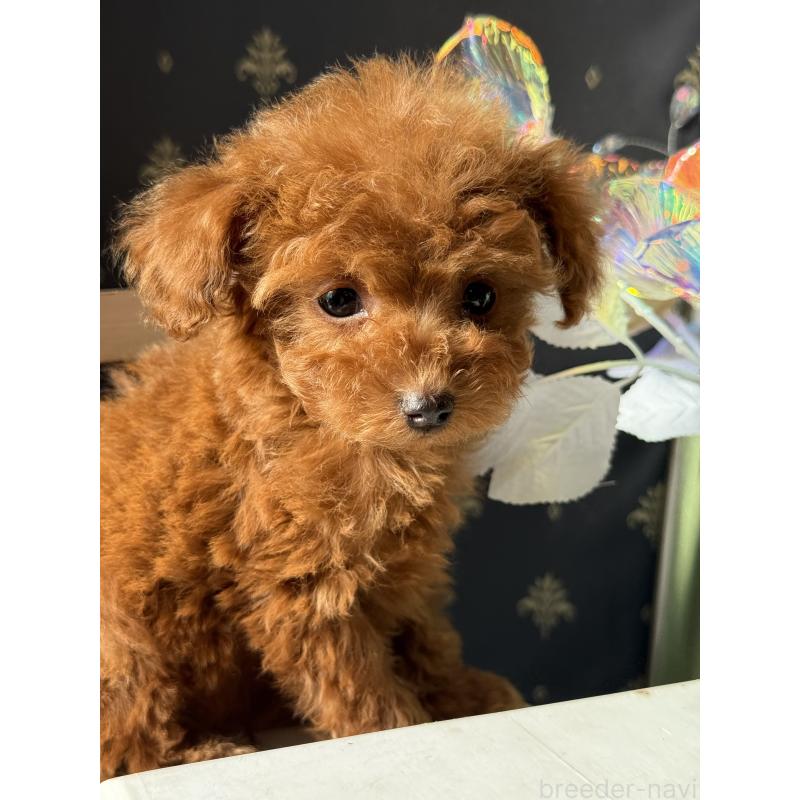 成約済の宮崎県のティーカッププードル-426664の3枚目