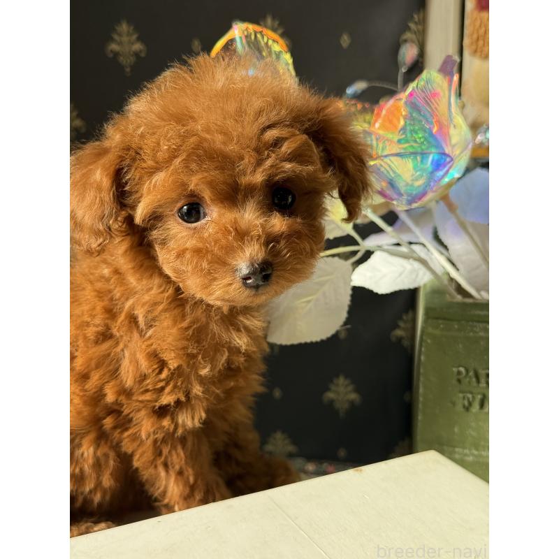 成約済の宮崎県のティーカッププードル-426664の2枚目