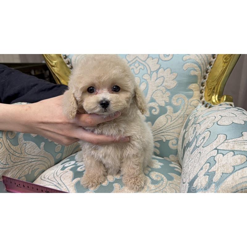 販売中の東京都のティーカッププードル-430684の6枚目