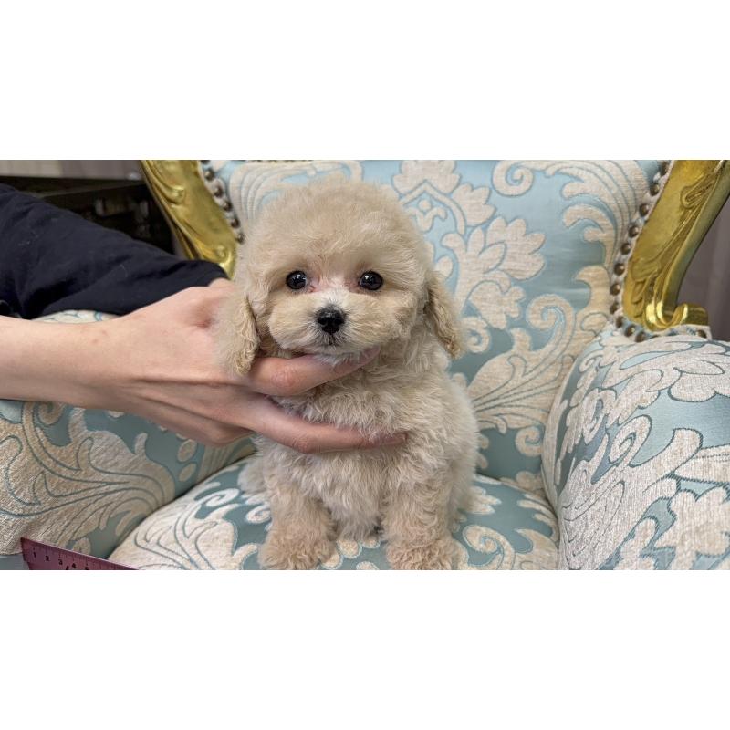 販売中の東京都のティーカッププードル-430684の4枚目