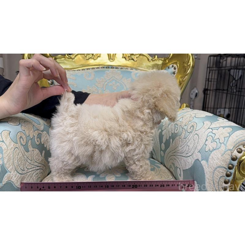 販売中の東京都のティーカッププードル-430684の2枚目