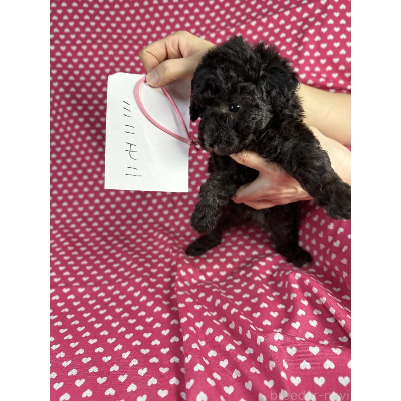 販売中の北海道のミックス犬-430680の4枚目