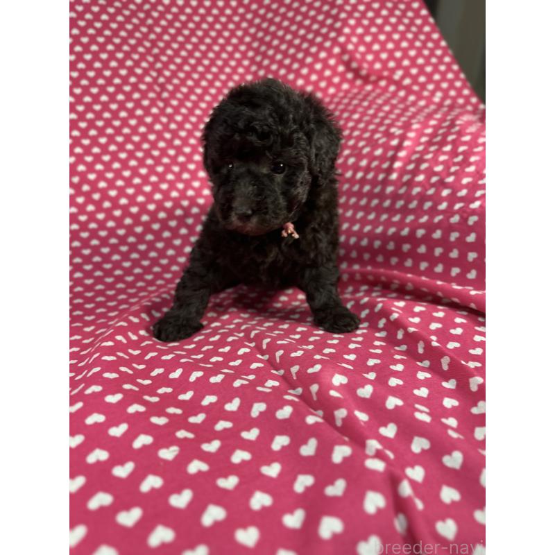 販売中の北海道のミックス犬-430680の3枚目