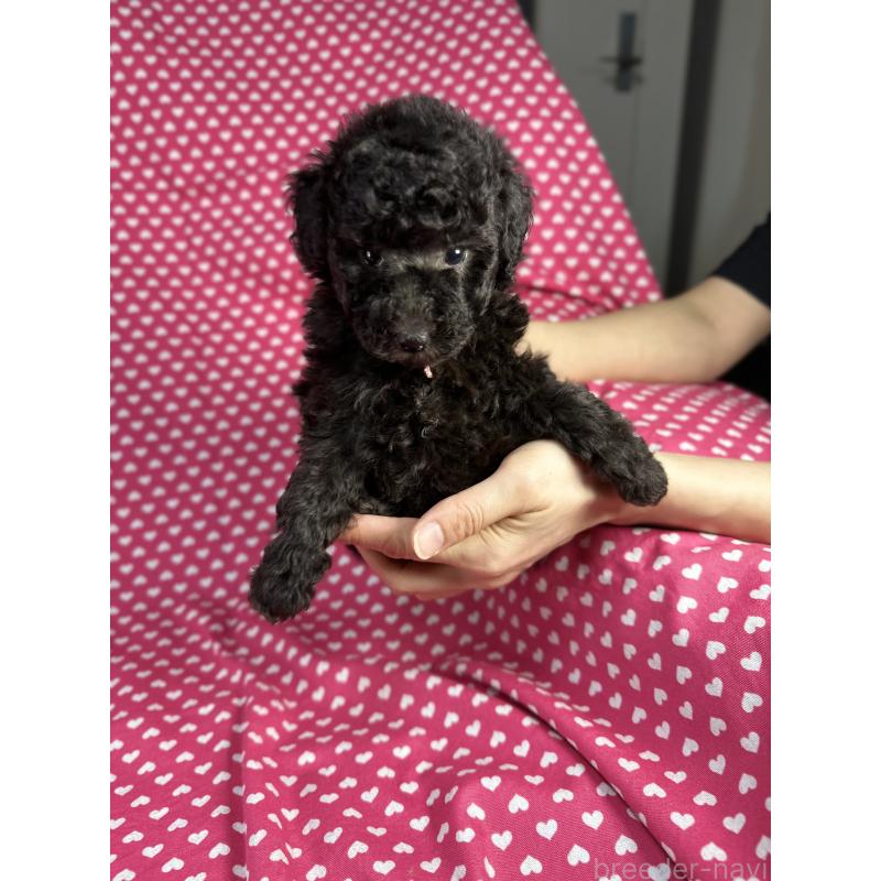 販売中の北海道のミックス犬-430680の2枚目