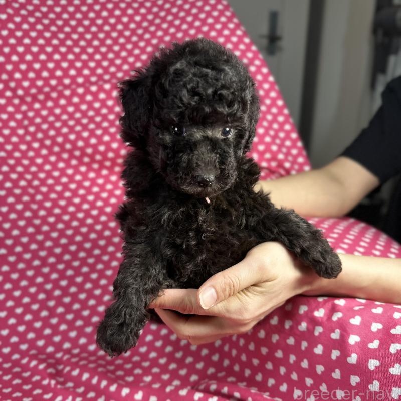 販売中の北海道のミックス犬-430680の1枚目