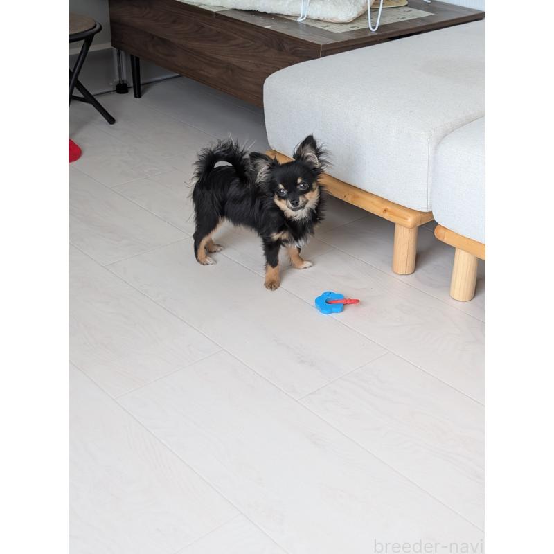 販売中の北海道のミックス犬-401434の6枚目