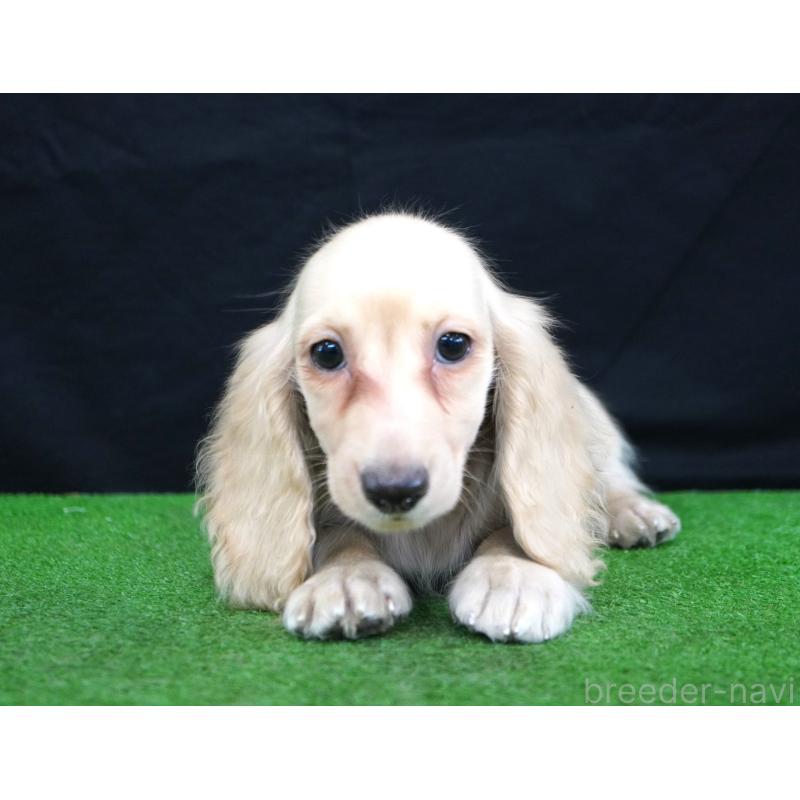 販売中の愛媛県のミニチュアダックスフンド(ロングヘアード)-430681の2枚目