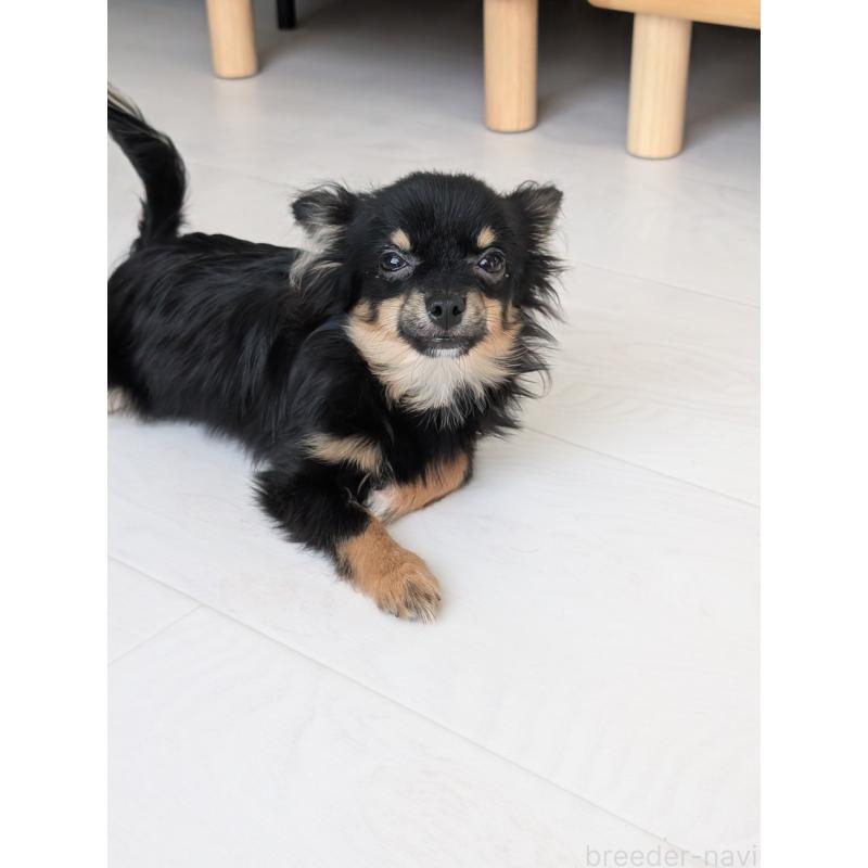 販売中の北海道のミックス犬-401434の5枚目