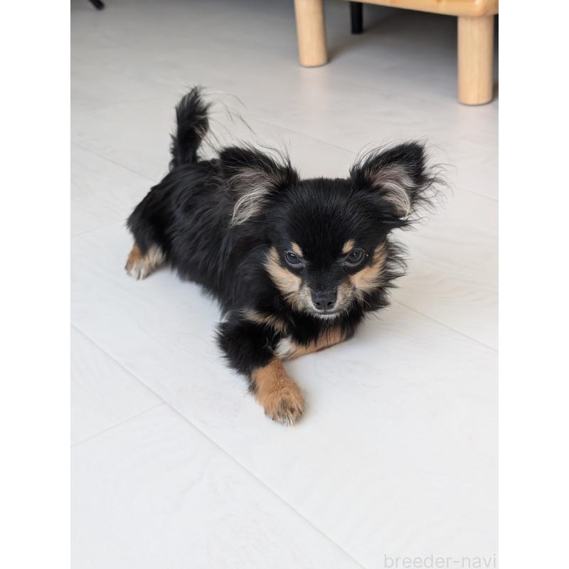 販売中の北海道のミックス犬-401434の4枚目