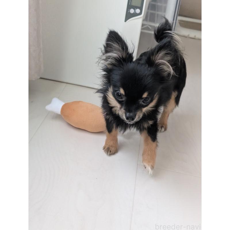 販売中の北海道のミックス犬-401434の3枚目