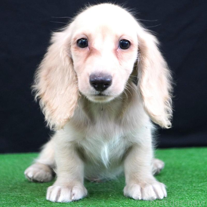 販売中の愛媛県のミニチュアダックスフンド(ロングヘアード)-430681