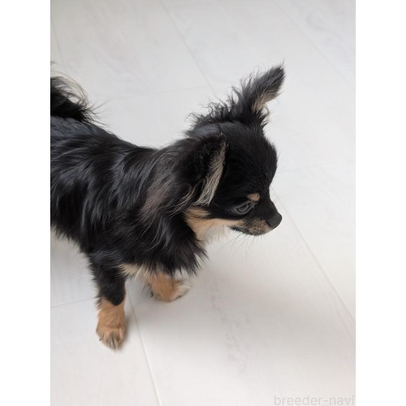 販売中の北海道のミックス犬-401434の2枚目