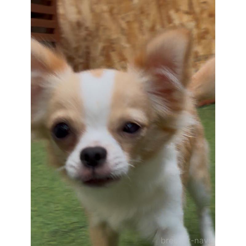 販売中の北海道のチワワ(ロングコート)-430686の3枚目