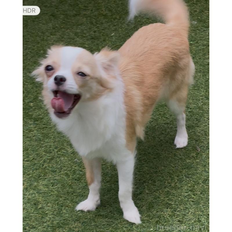 販売中の北海道のチワワ(ロングコート)-430686の2枚目