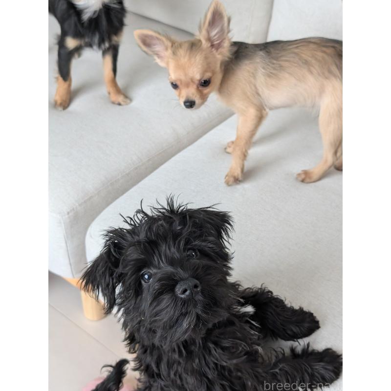 販売中の北海道のチワワ(ロングコート)-416924の14枚目