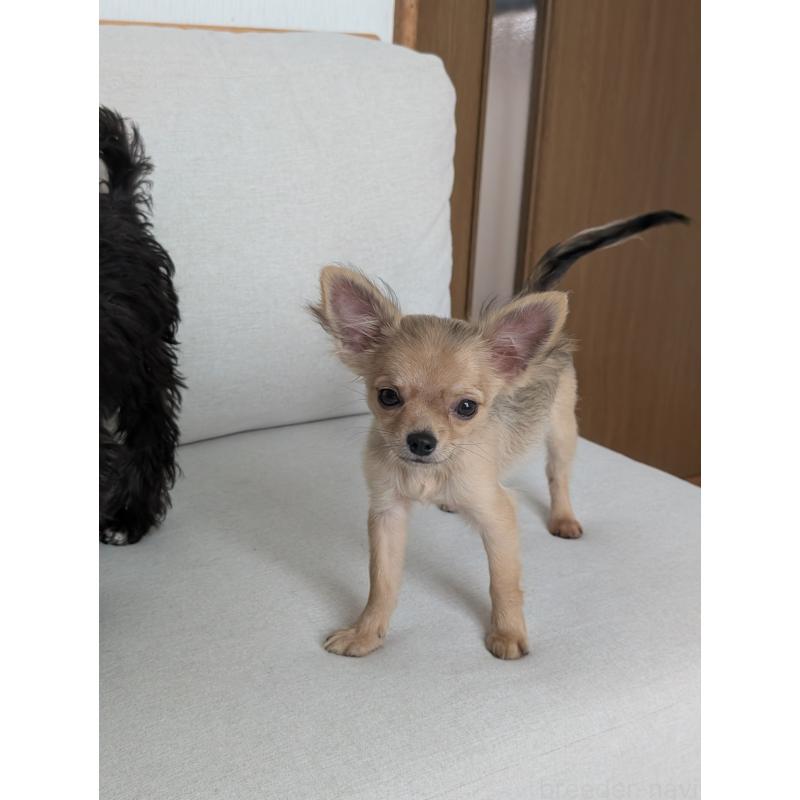 販売中の北海道のチワワ(ロングコート)-416924の13枚目