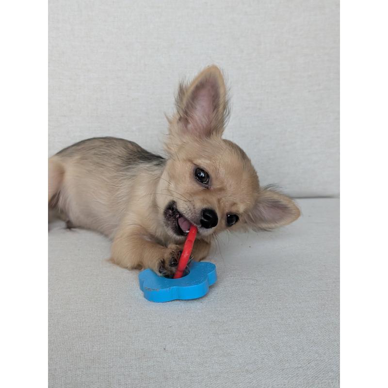 販売中の北海道のチワワ(ロングコート)-416924の12枚目