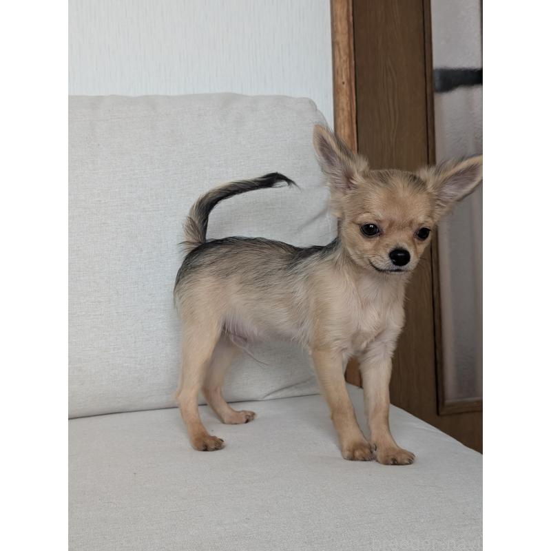 販売中の北海道のチワワ(ロングコート)-416924の11枚目