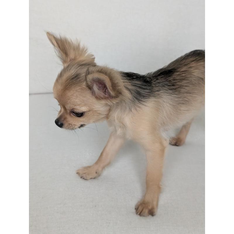 販売中の北海道のチワワ(ロングコート)-416924の10枚目