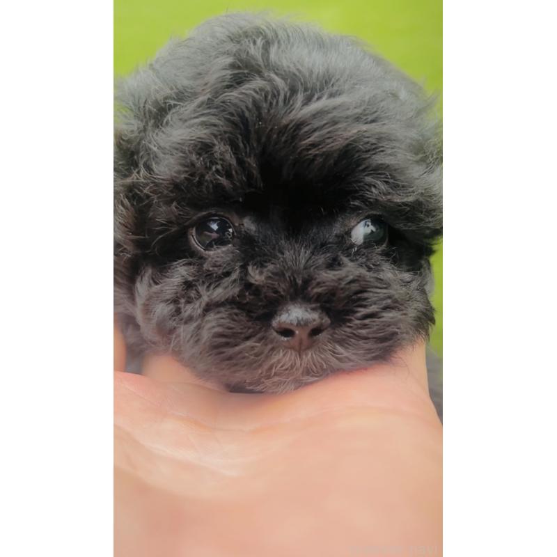 販売中の福岡県のミックス犬-430685の8枚目