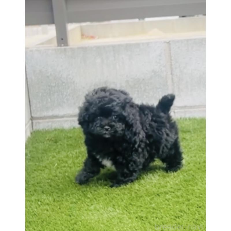 販売中の福岡県のミックス犬-430685の7枚目