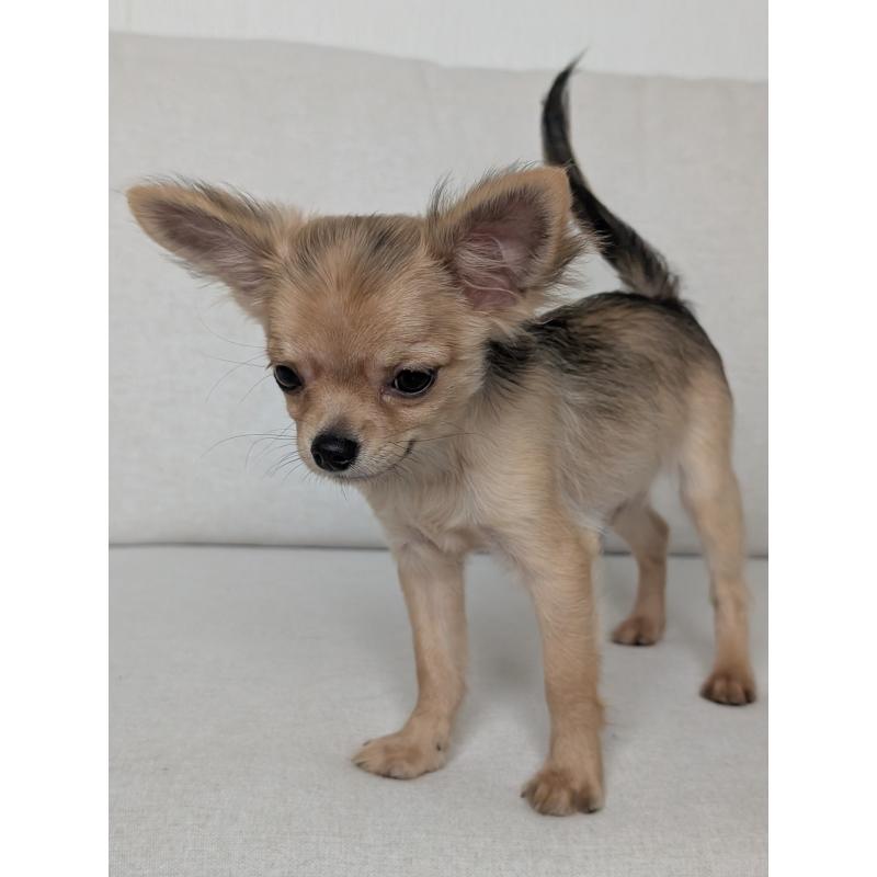 販売中の北海道のチワワ(ロングコート)-416924の9枚目