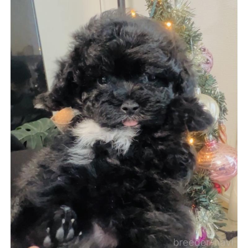 販売中の福岡県のミックス犬-430685の6枚目