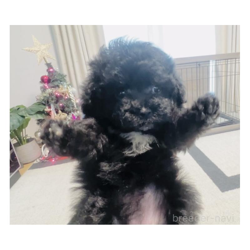 販売中の福岡県のミックス犬-430685の5枚目