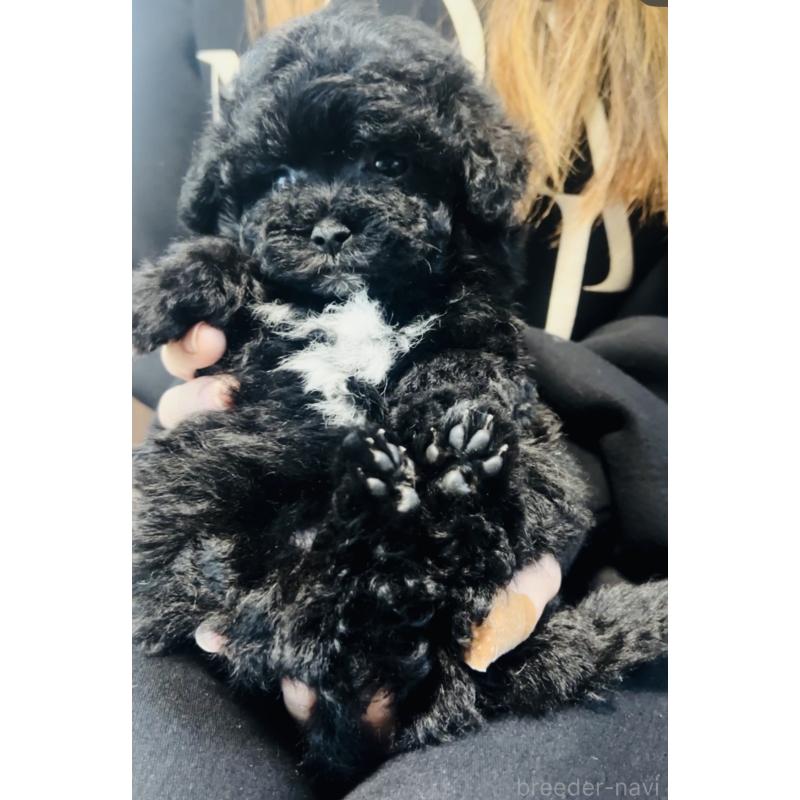 販売中の福岡県のミックス犬-430685の4枚目