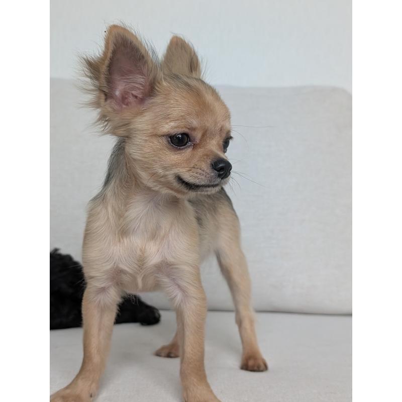 販売中の北海道のチワワ(ロングコート)-416924の8枚目