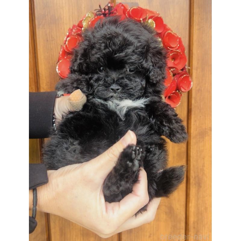 販売中の福岡県のミックス犬-430685の3枚目