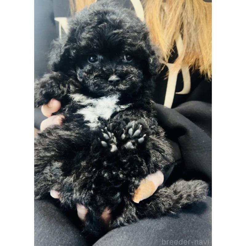 販売中の福岡県のミックス犬-430685の2枚目