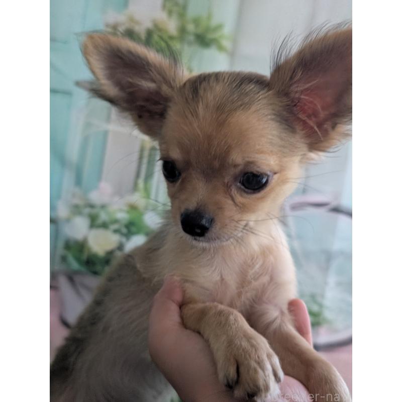 販売中の北海道のチワワ(ロングコート)-416924の7枚目