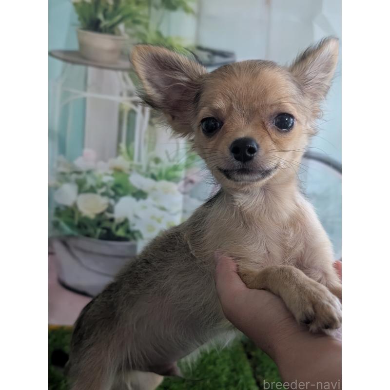 販売中の北海道のチワワ(ロングコート)-416924の6枚目