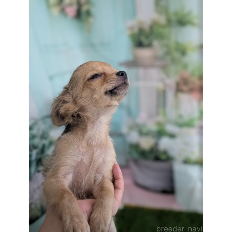 販売中の北海道のチワワ(ロングコート)-416924の5枚目