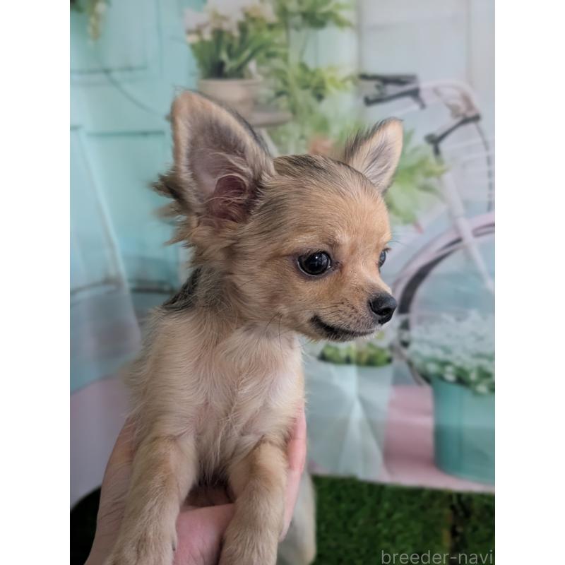 販売中の北海道のチワワ(ロングコート)-416924の4枚目