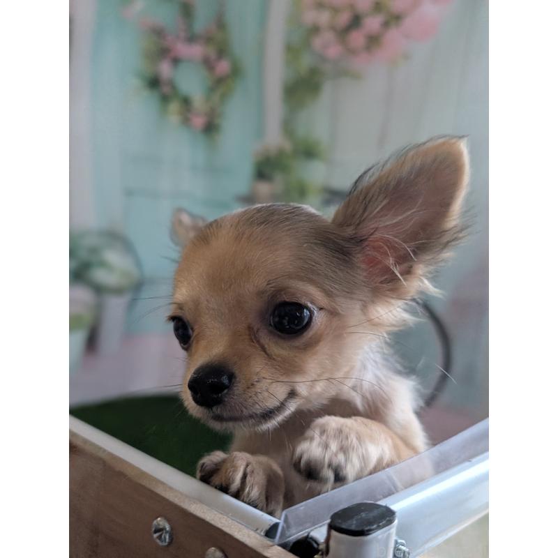 販売中の北海道のチワワ(ロングコート)-416924の3枚目