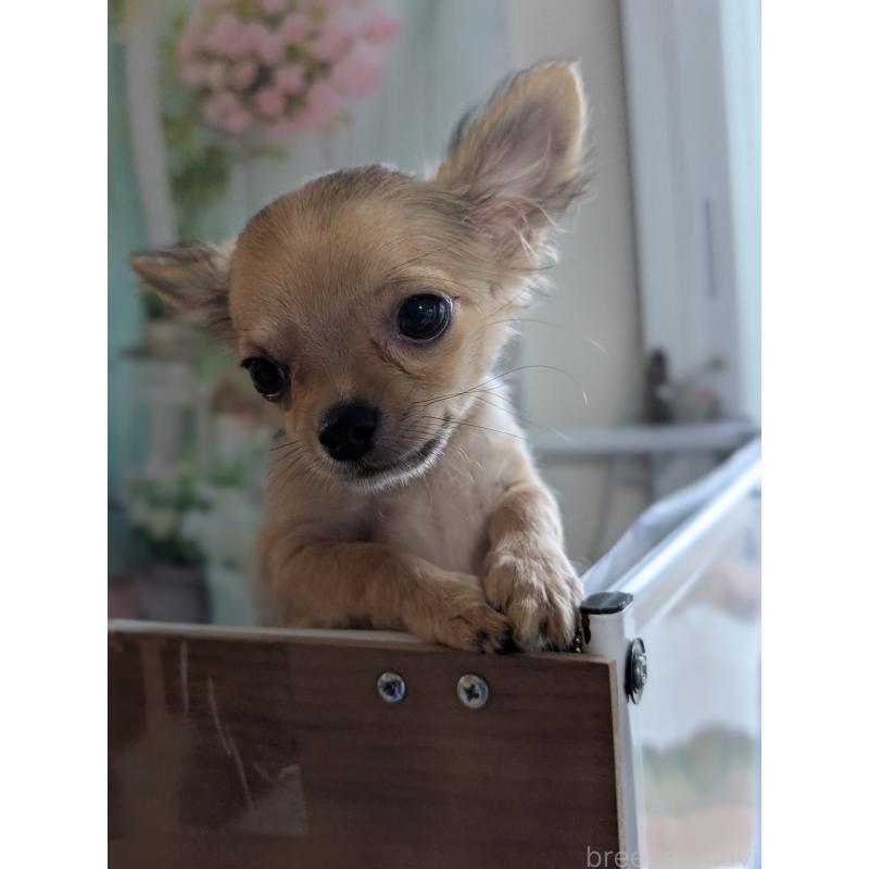 販売中の北海道のチワワ(ロングコート)-416924の2枚目