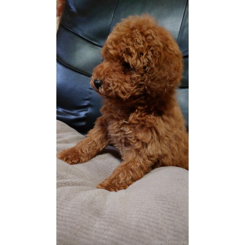 販売中の栃木県のトイプードル-430817の3枚目