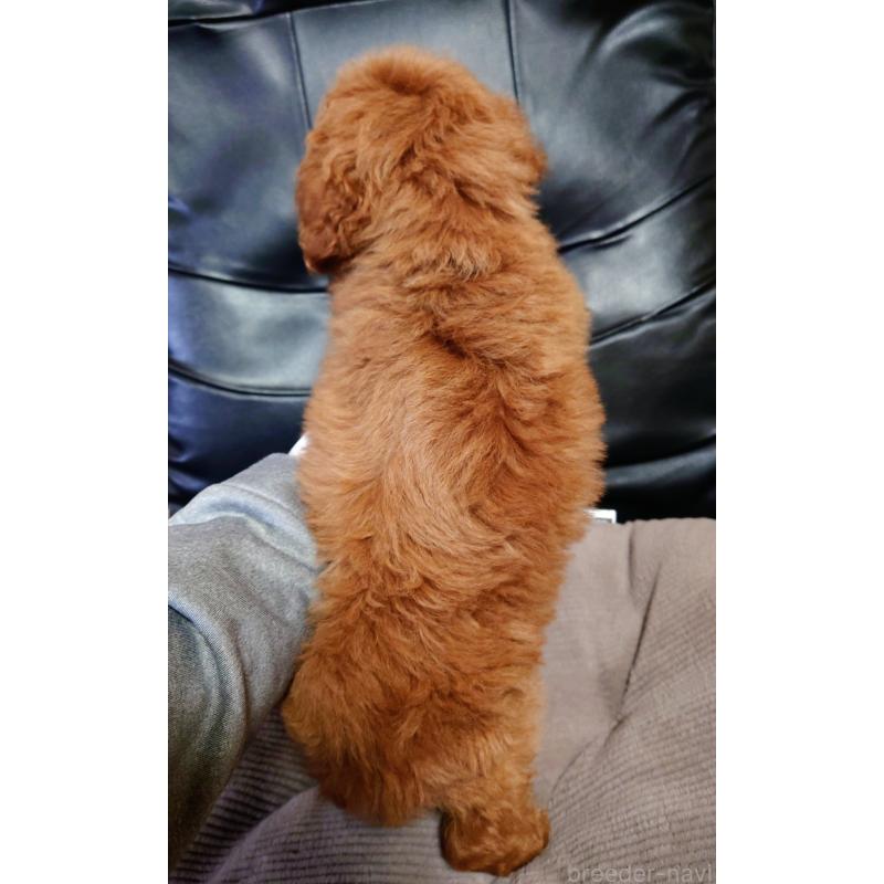 販売中の栃木県のトイプードル-430817の2枚目