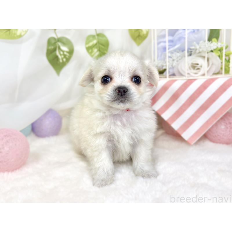 販売中の滋賀県のチワマル:チワワ×マルチーズ-430689の4枚目