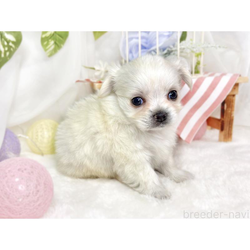 販売中の滋賀県のチワマル:チワワ×マルチーズ-430689の3枚目