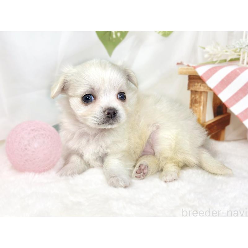 販売中の滋賀県のチワマル:チワワ×マルチーズ-430689の2枚目