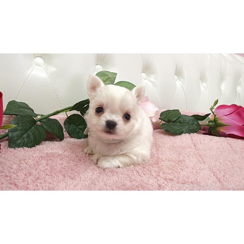 販売中の埼玉県のチワワ(ロングコート)-430690の1枚目