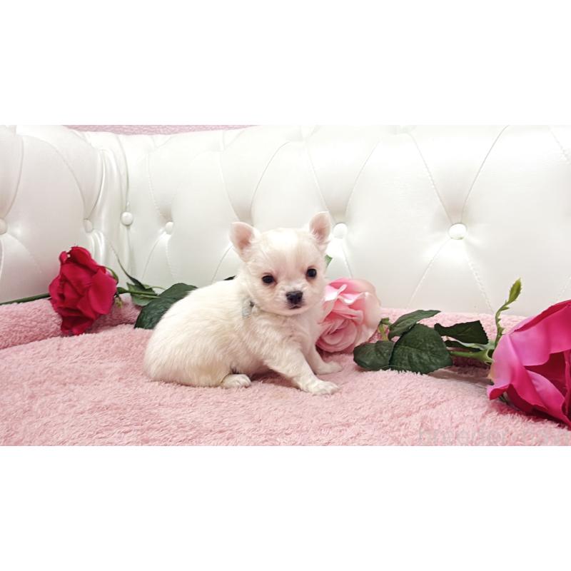 販売中の埼玉県のチワワ(ロングコート)-430690の8枚目