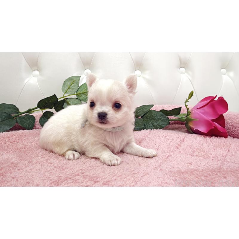 販売中の埼玉県のチワワ(ロングコート)-430690の7枚目