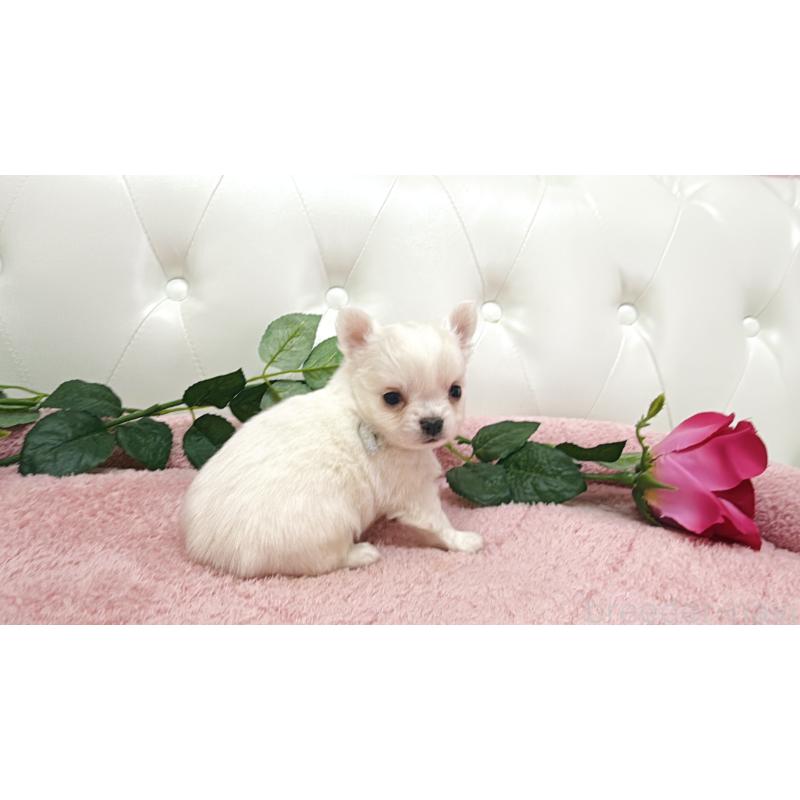 販売中の埼玉県のチワワ(ロングコート)-430690の5枚目